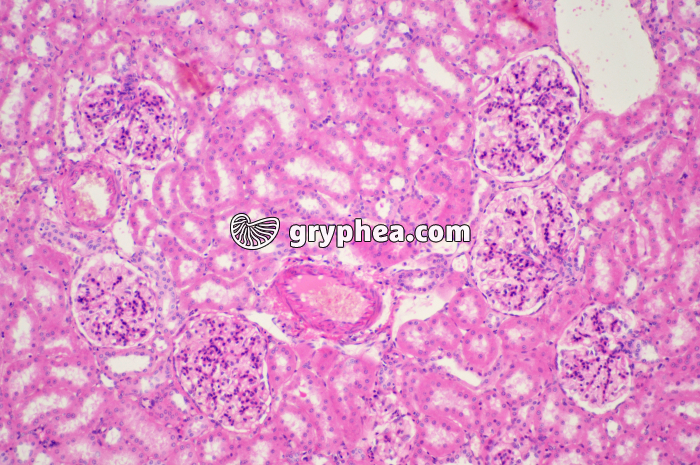 Structure Rein Singe x160 - gryphea.com